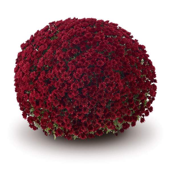belgian-mum-vigorelli-red-garden-mums-1642115967.jpg
