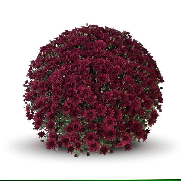 belgian-mum-zaza-purple-garden-mums-1642116065.jpg