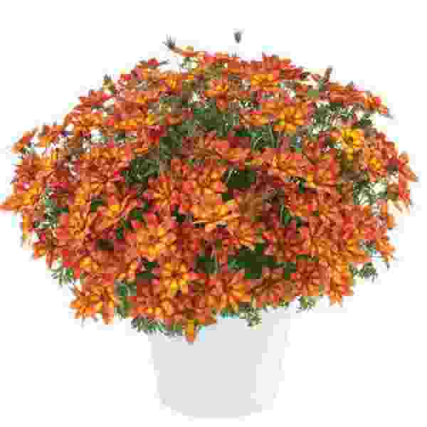 Bidens