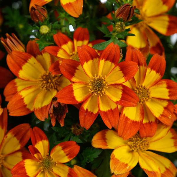 Bidens Blazing Flame