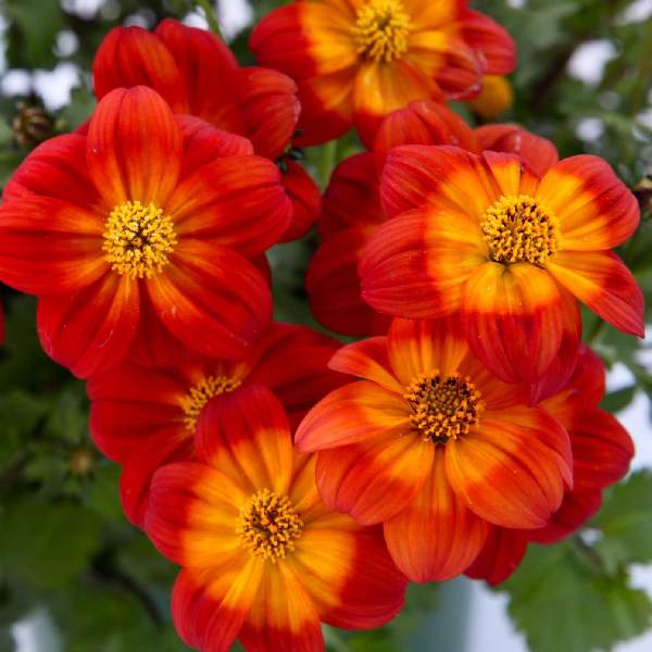 bidens-blazing-ring-of-fire-bidens-1724960636.jpg