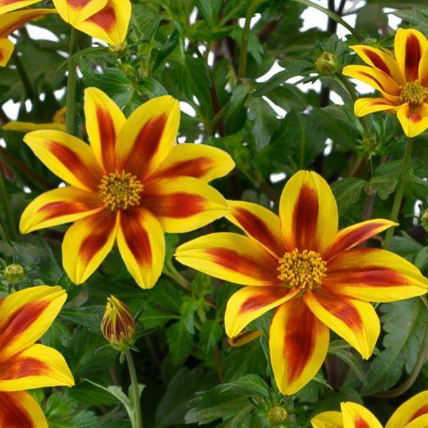 bidens-blazing-star-bidens-1689794971.jpg