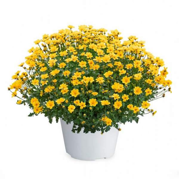bidens-golden-empire.jpg