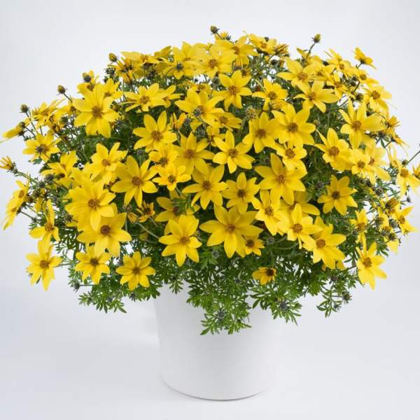 BIDENS MEGA CHARM