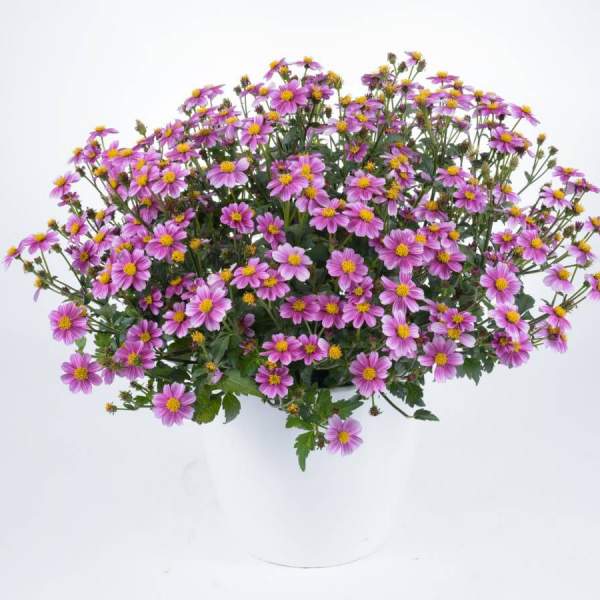 BIDENS PRETTY IN PINK