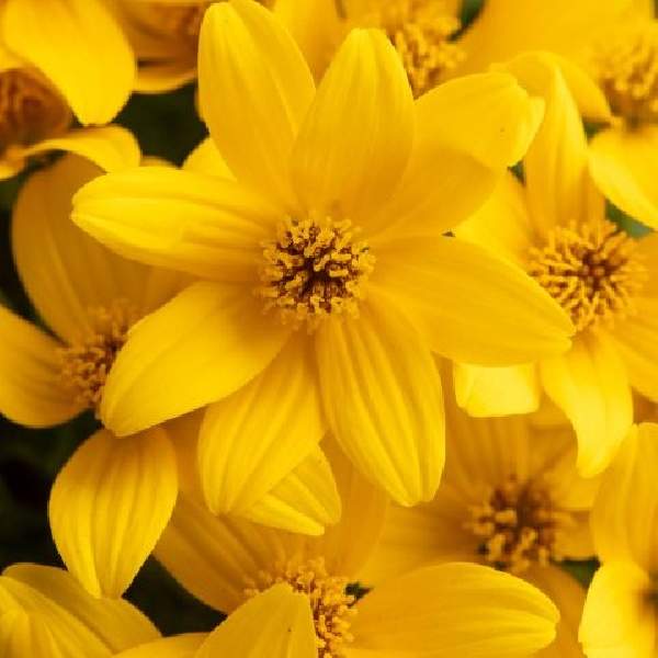 bidens-stellar-gold-bidens-1724961092.jpg