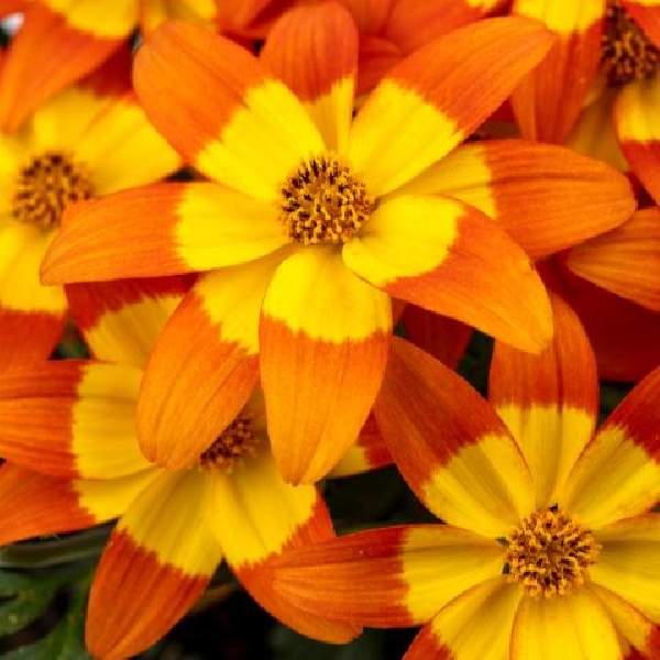 bidens-stellar-orange-ring-bidens-1724960940.jpg