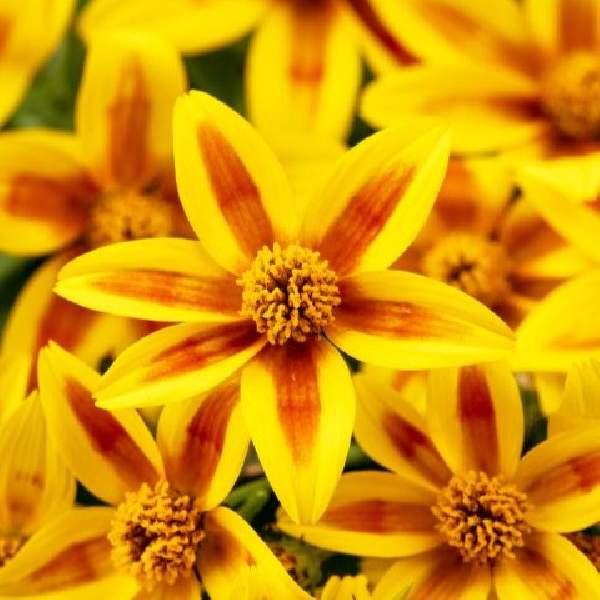 Bidens Stellar Orange Star