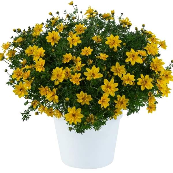 BIDENS SUNSHINE DOUBLE