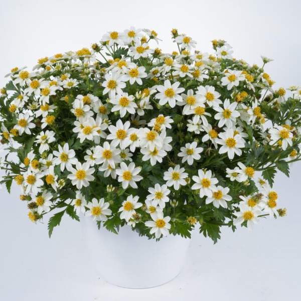 BIDENS WHITE DELIGHT