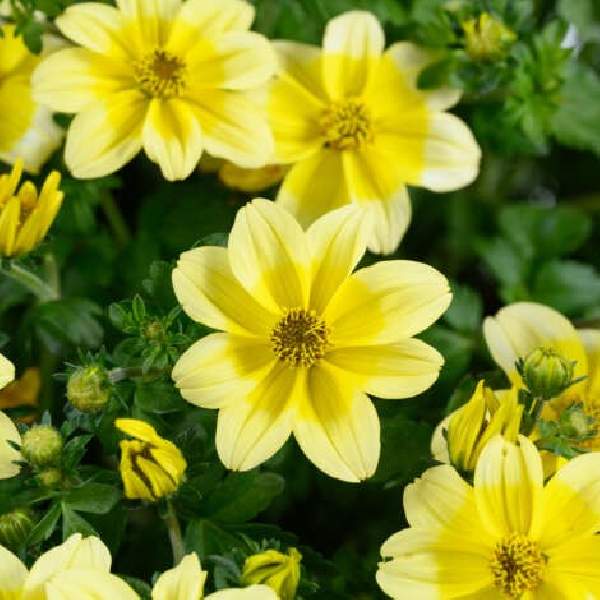 bidens-yellow-splash-imp-bidens-1724961039.jpg