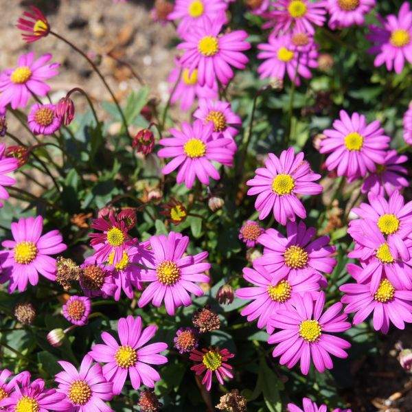 Brachyscome