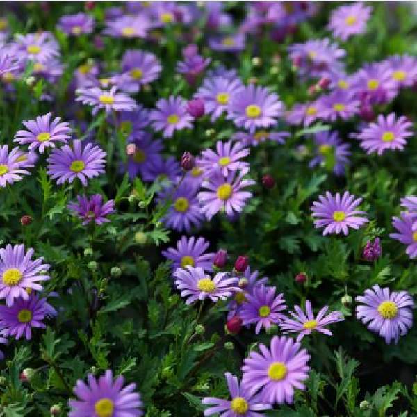 BRACHYSCOME BRASCO VIOLET