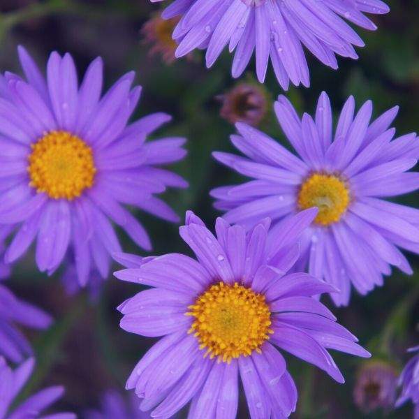 BRACHYSCOME FRESCO PURPLE