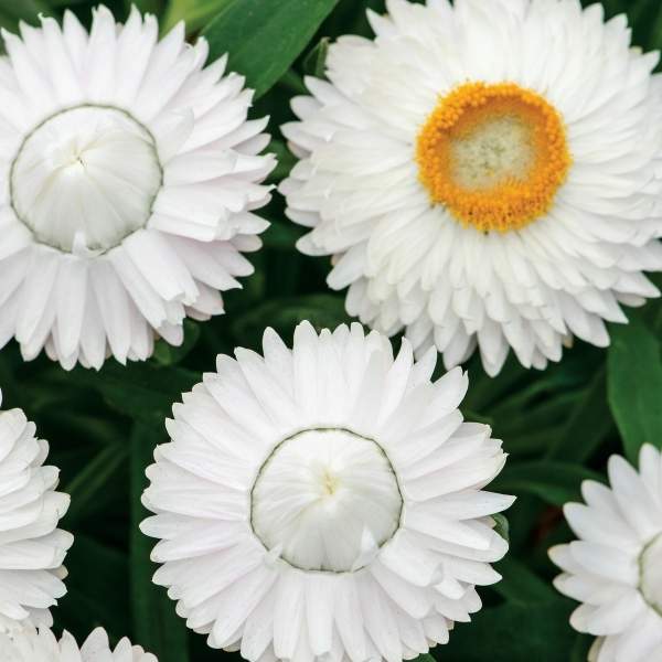 BRACTEANTHA BRACTEATA COTTAGE ICE
