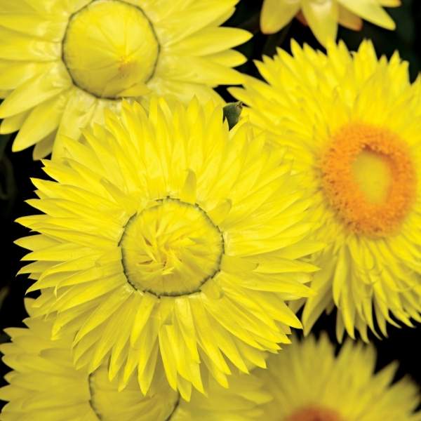 bracteantha-bracteata-cottage-lemon-spring-blooming.jpg