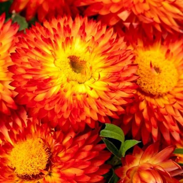 BRACTEANTHA BRACTEATA COTTAGE ORANGE