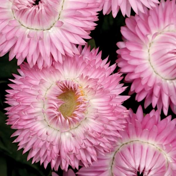 BRACTEANTHA BRACTEATA COTTAGE PINK
