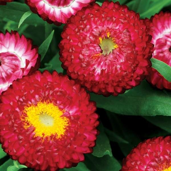 BRACTEANTHA BRACTEATA COTTAGE ROSE