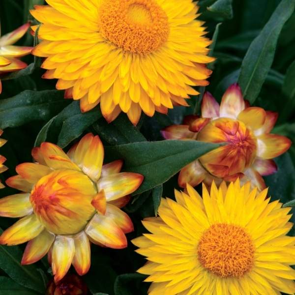 BRACTEANTHA BRACTEATA COTTAGE YELLOW