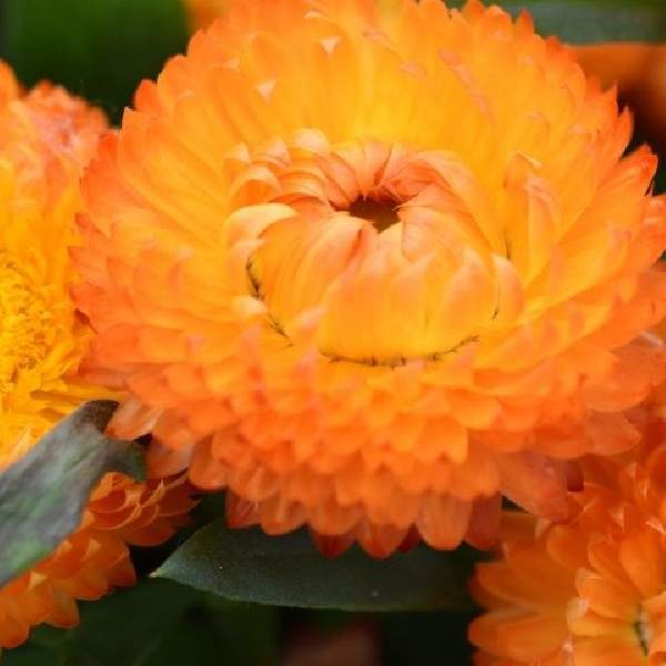 BRACTEANTHA Cottage Toffee