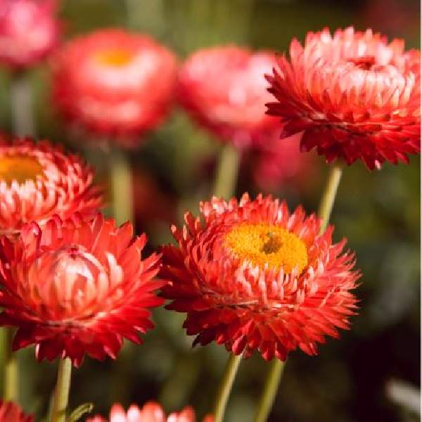 Bracteantha Granvia Crimson Sun