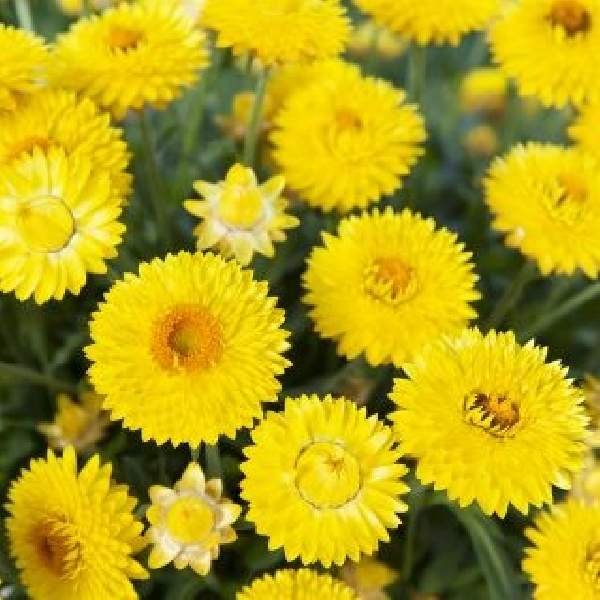 bracteantha-granvia-gold-bracteantha-1659377456.jpg