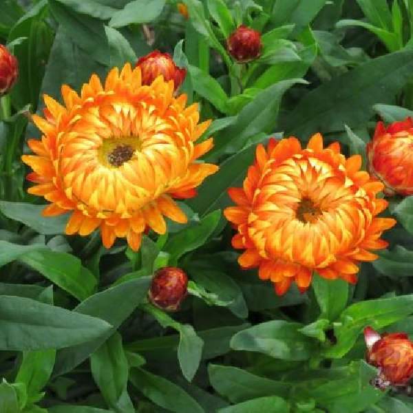 BRACTEANTHA GRANVIA HARVEST ORANGE