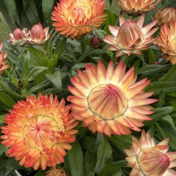 BRACTEANTHA GRANVIA PEACHY KEEN