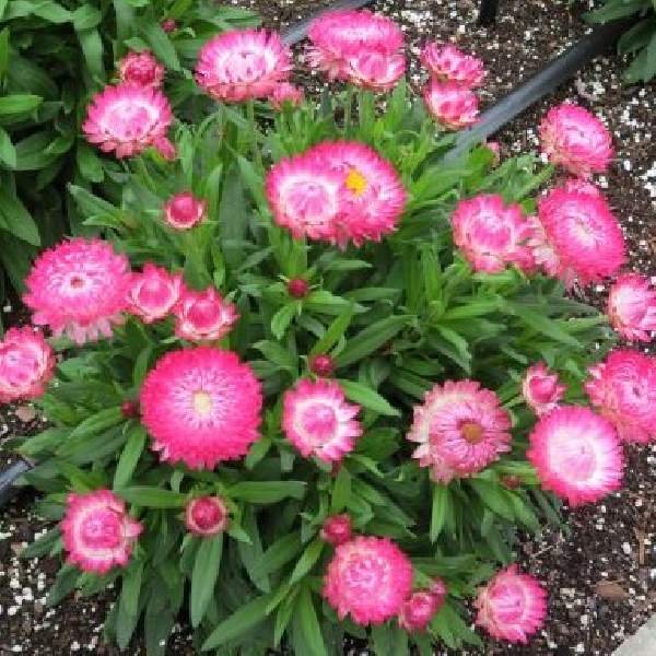 BRACTEANTHA GRANVIA PINK
