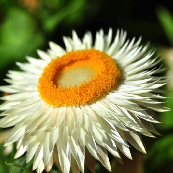 bracteantha-granvia-white-bracteantha-1689794494.jpg