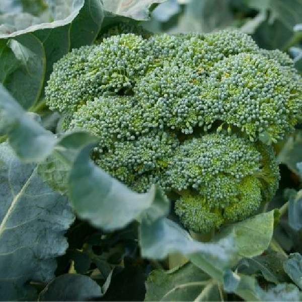 Broccoli