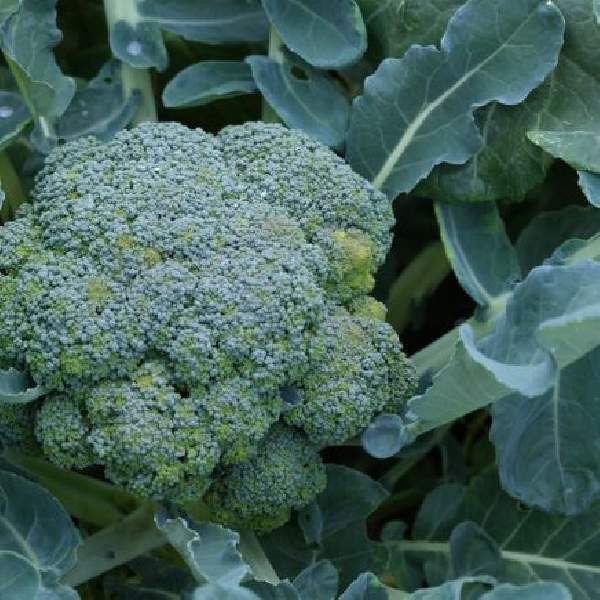 BROCCOLI GRN MAGIC
