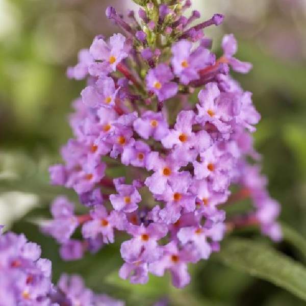 Buddleja