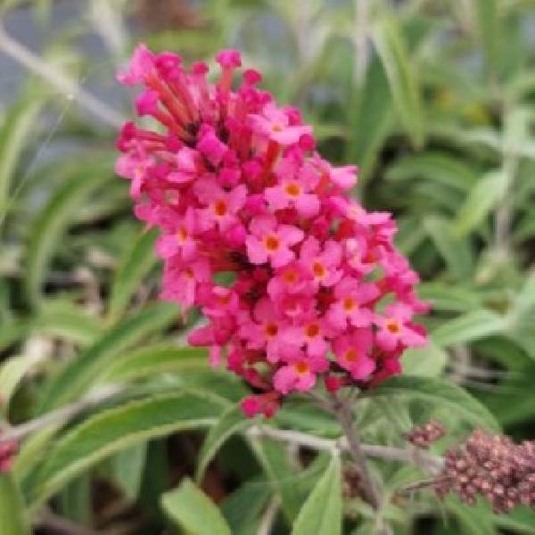 Buddleja BABY BUZZ Lipstick Pink