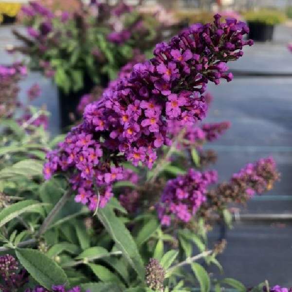 Buddleja BABY BUZZ Purple