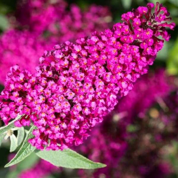 BUDDLEJA DAVIDII BUZZ HOT RASPBERRY