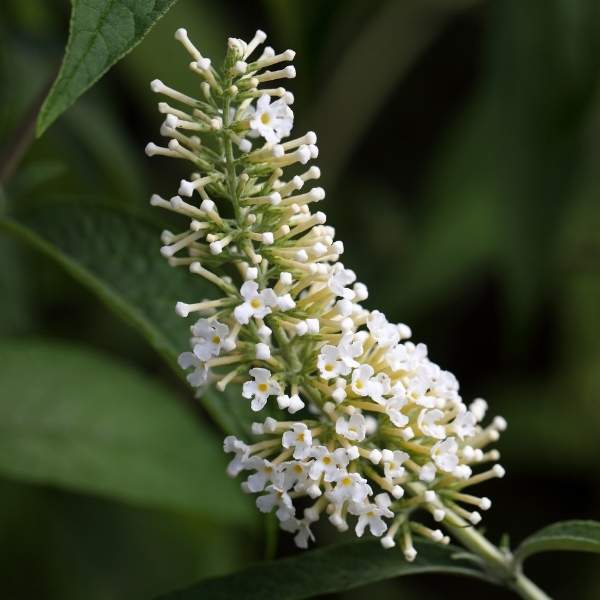 buddleja-davidii-buzz-ivory-buddleja.jpg