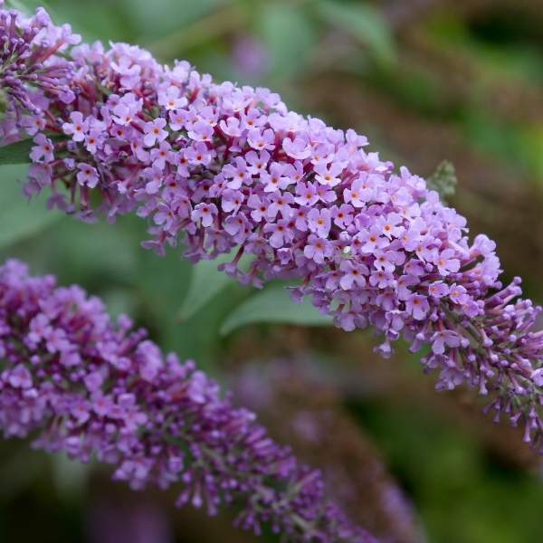 buddleja-davidii-buzz-lavender-buddleja.jpg