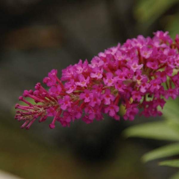 BUDDLEJA DAVIDII BUZZ MAGENTA IMPROVED