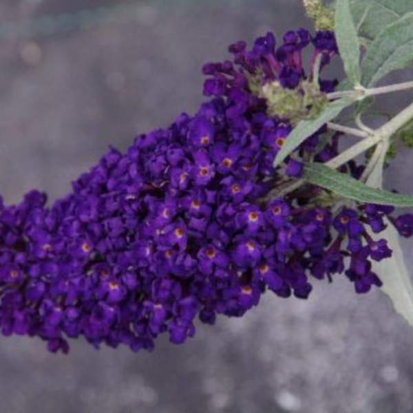 BUDDLEJA DAVIDII BUZZ MIDNIGHT