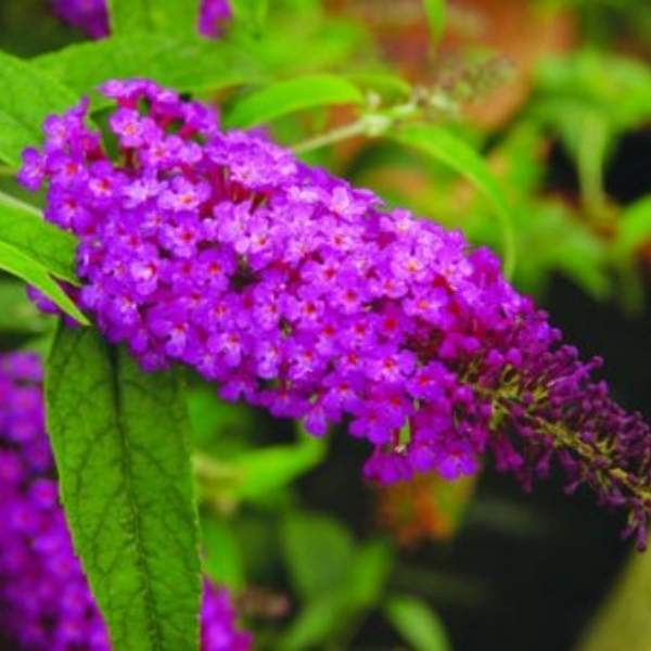 BUDDLEJA DAVIDII BUZZ PURPLE