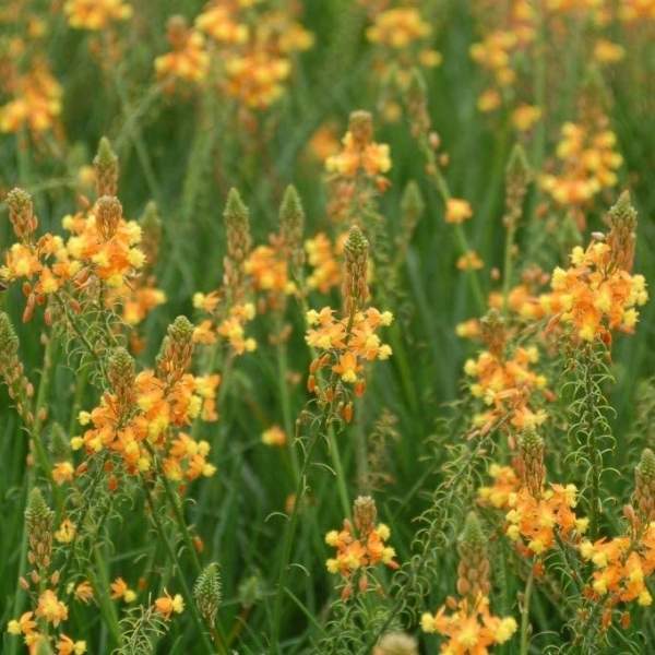 Bulbine