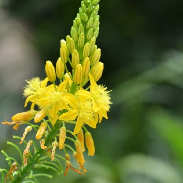 bulbine-frutescens-yellow-bulbine.jpg