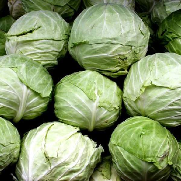 Cabbage All Seasons