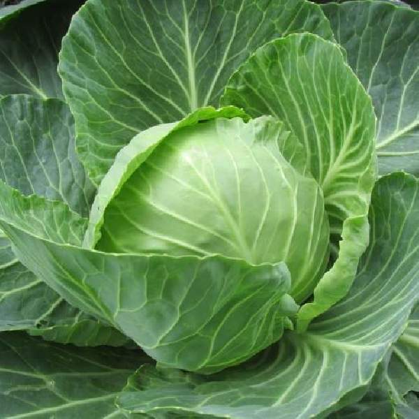 Cabbage Brunswick