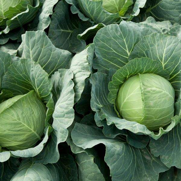 CABBAGE CHARMANT