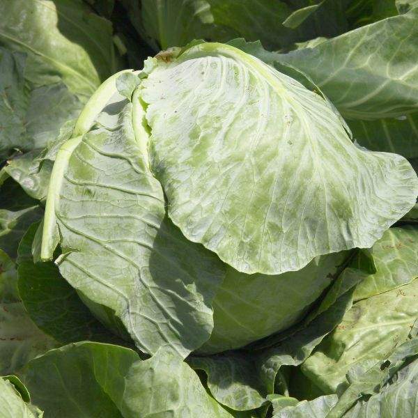 CABBAGE EARLY FLAT DUTCH