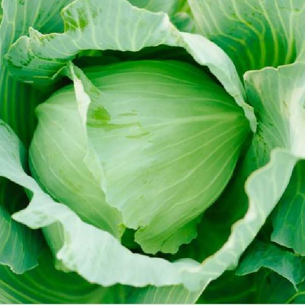 Cabbage Golden Acre