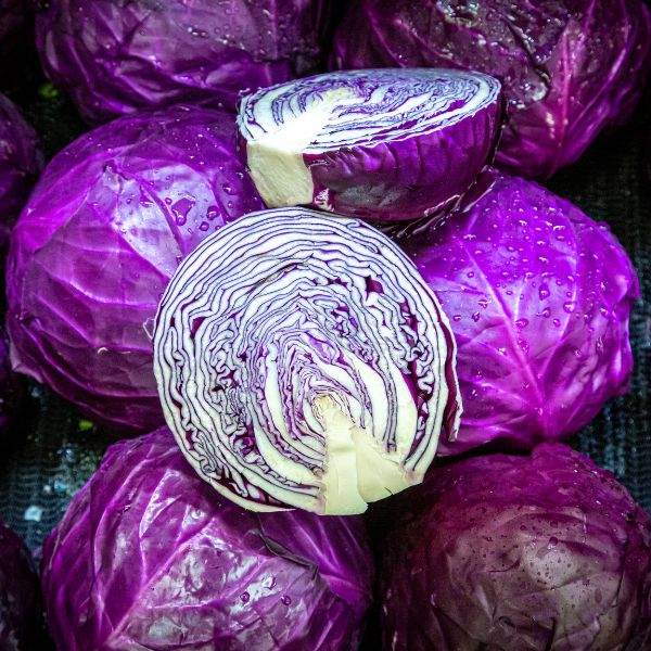 Cabbage Red Acre